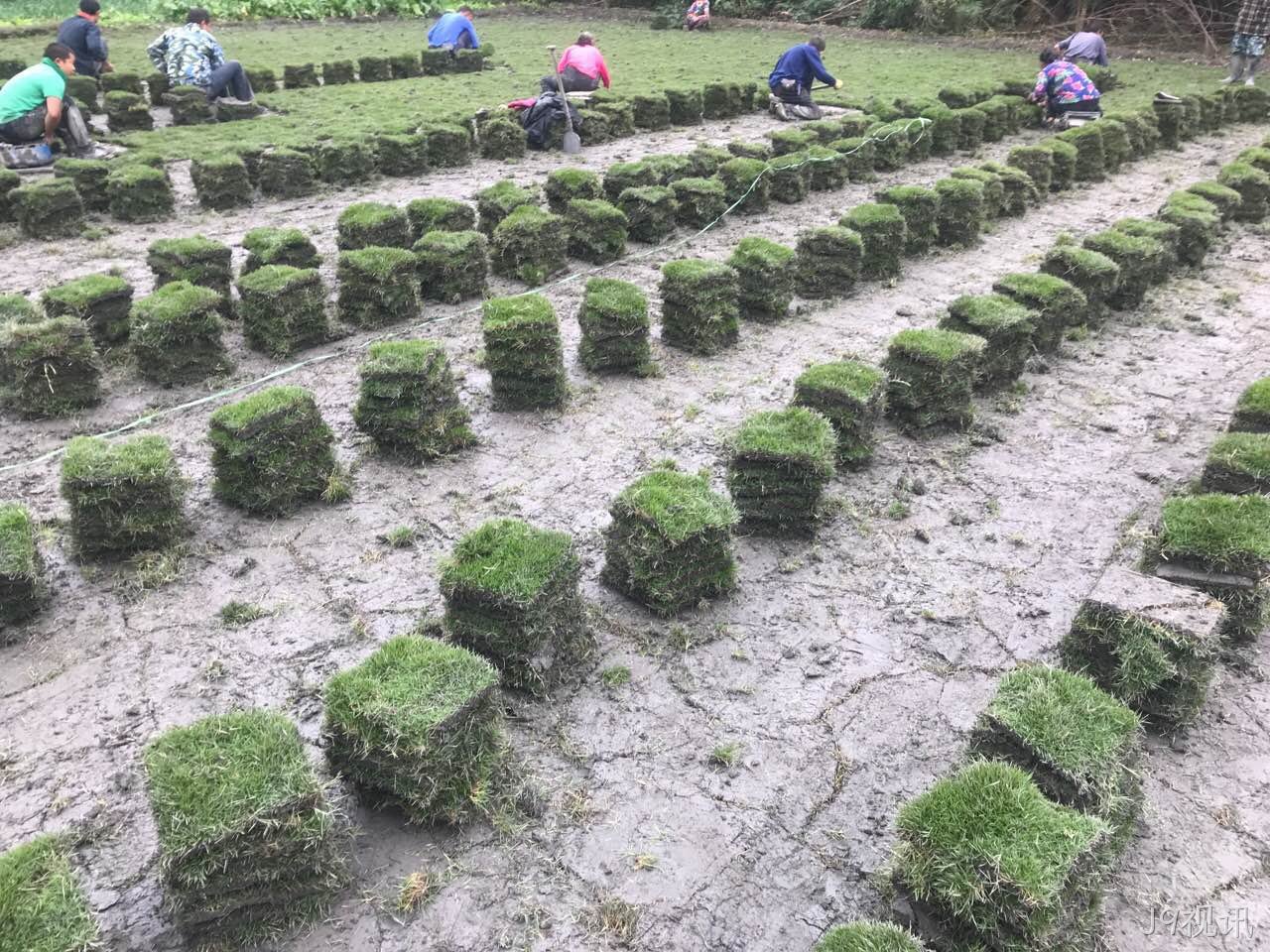 成本与品质难兼顾？草坪种植行业找到破局关键！