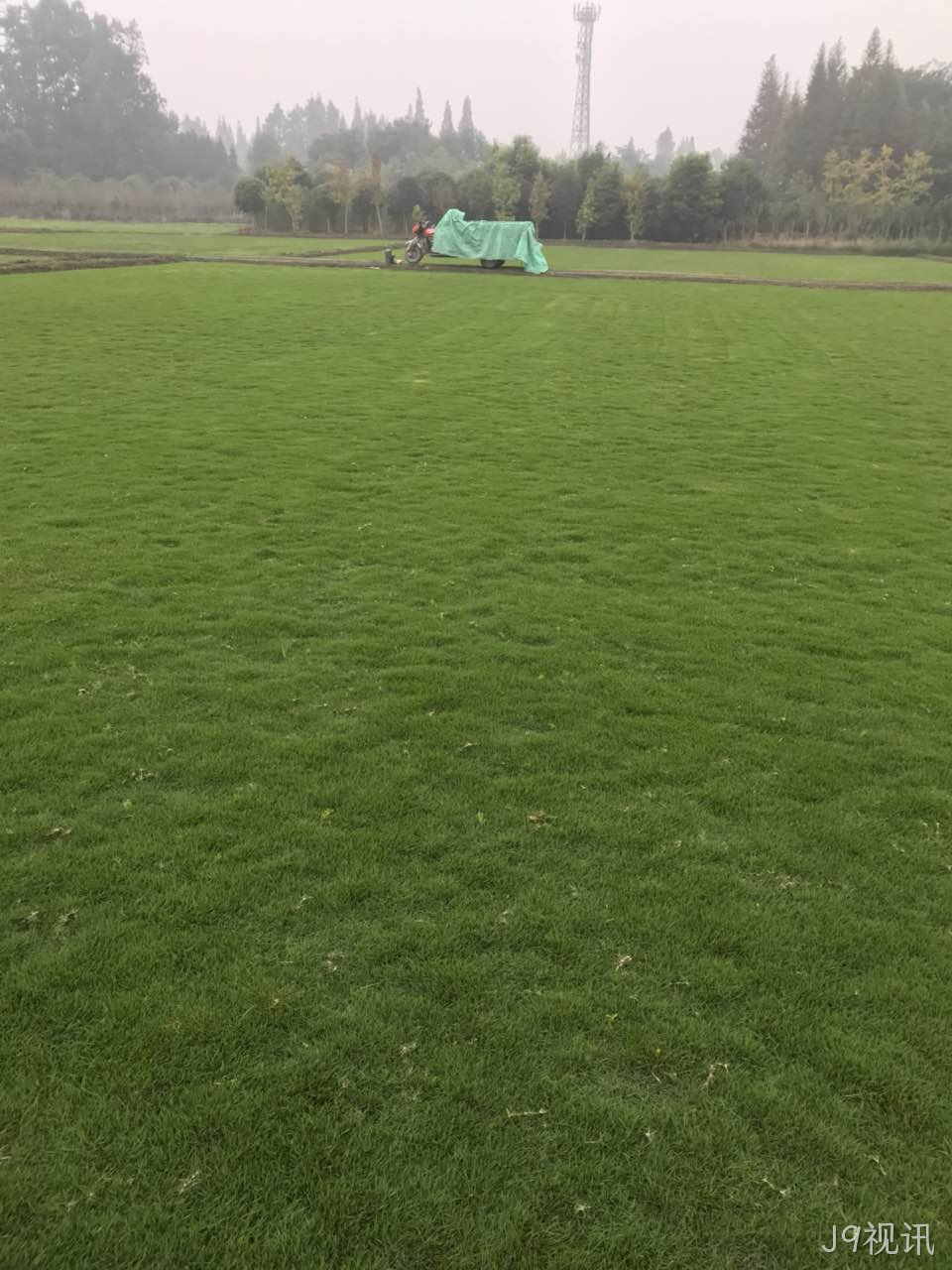 草坪种植有哪些需要注意的？