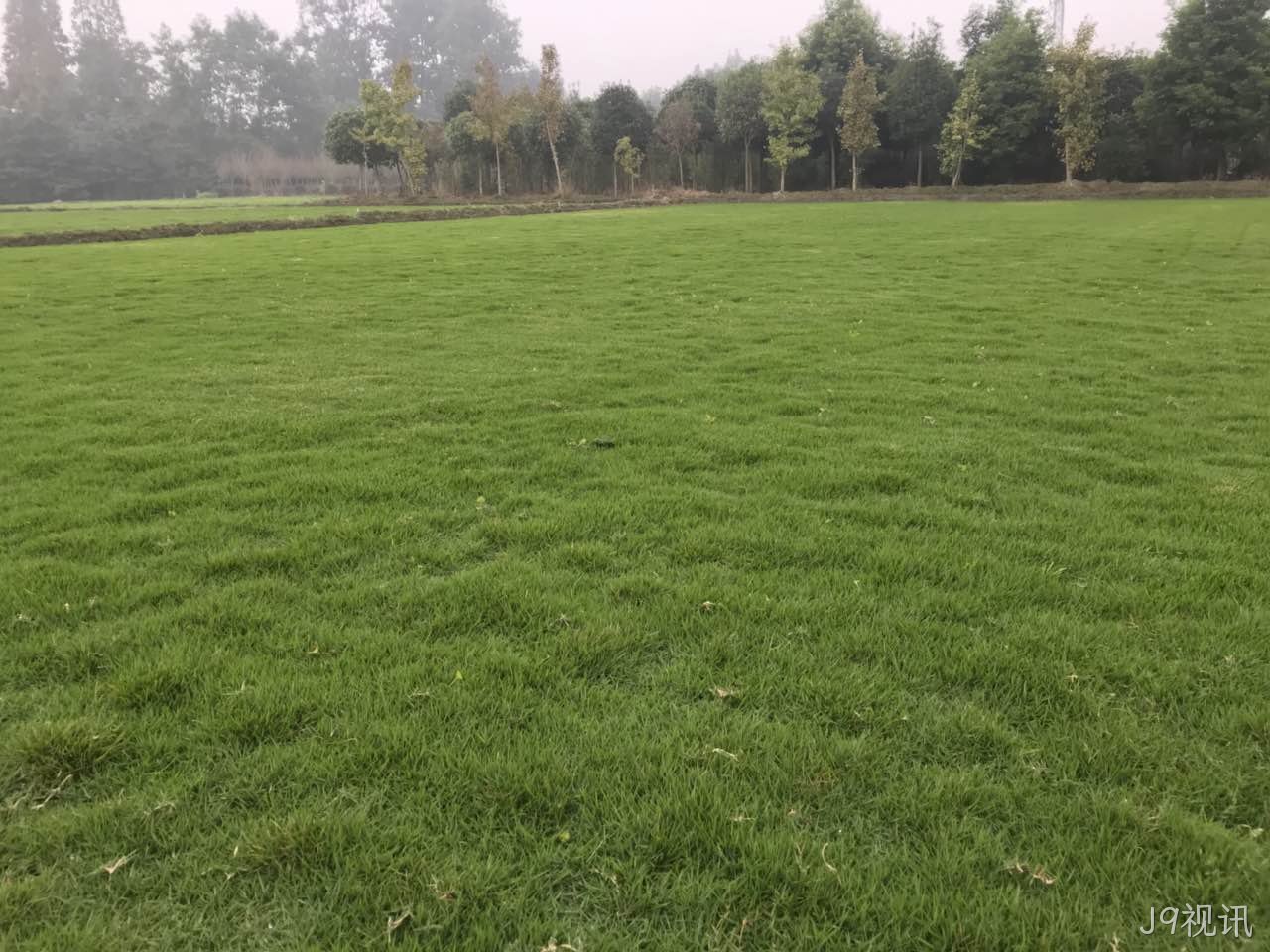 辽宁草坪种植厂家就找J9视讯