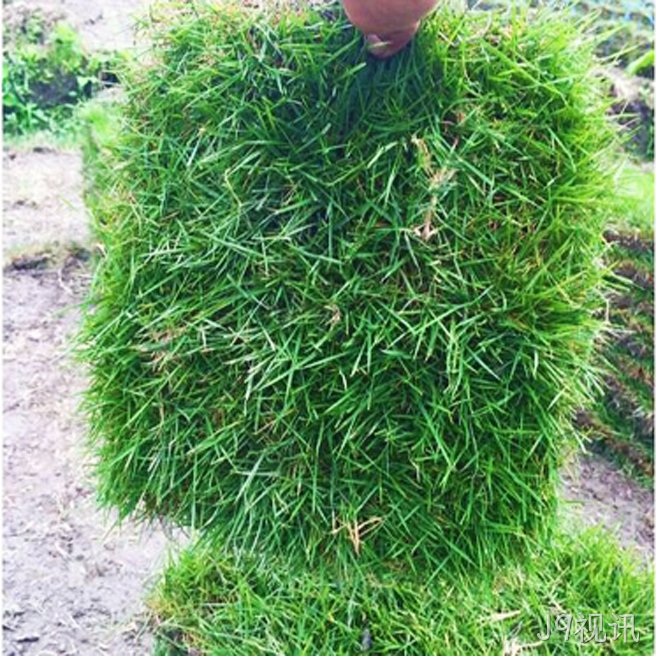 马尼拉草坪