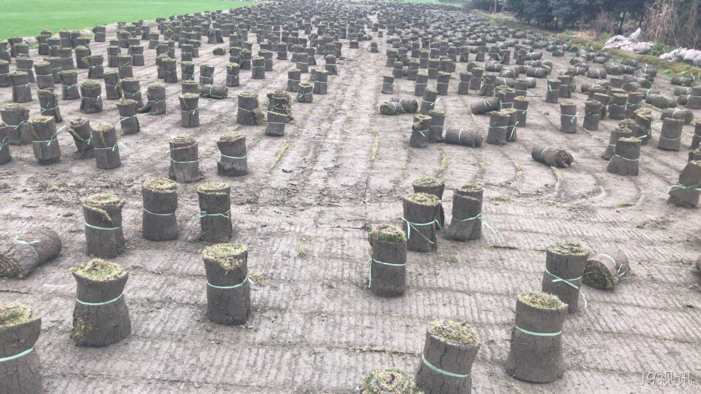 开原果岭草